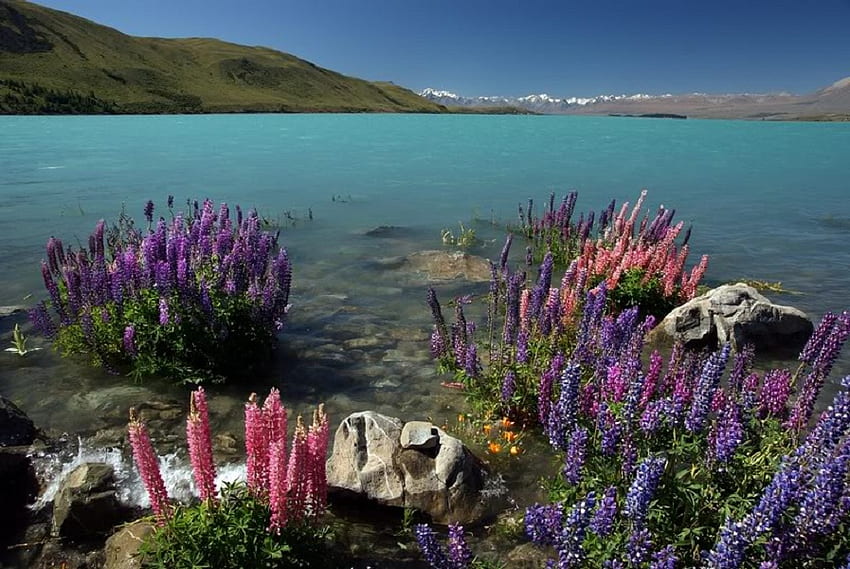 Lakeside Flowers, sky, flowers, water, lake HD wallpaper