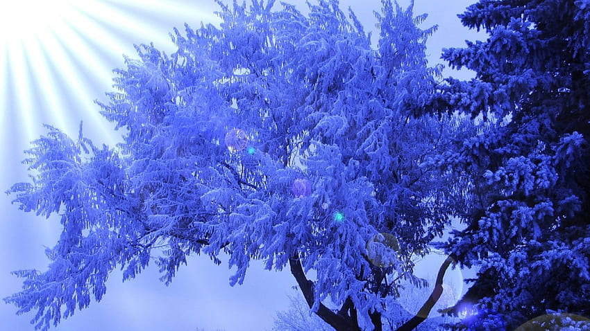 fantastic sun rays through a frosty tree, winter, blue, rays, trees, sun HD wallpaper