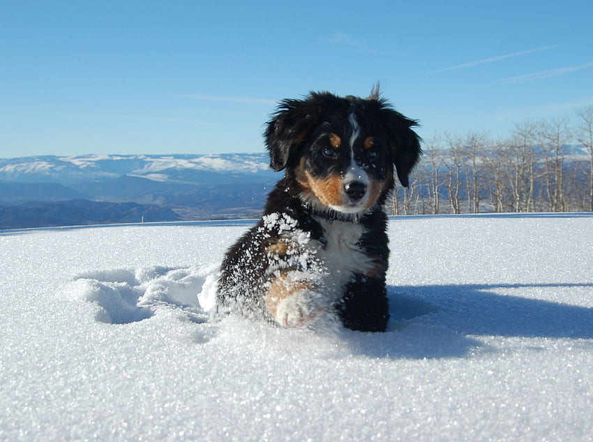 Berneński pies pasterski szczeniak w śniegu 62523 px Tapeta HD