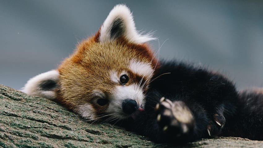 550 Red Panda Pictures  Download Free Images on Unsplash
