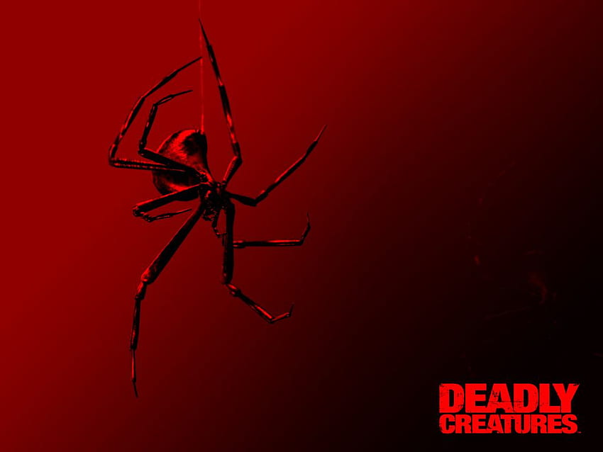Black Widow Spider RNB HD wallpaper