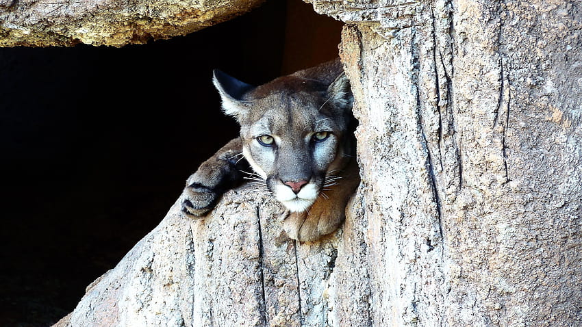 Puma, Cougar, wild cat, predator, stare HD wallpaper