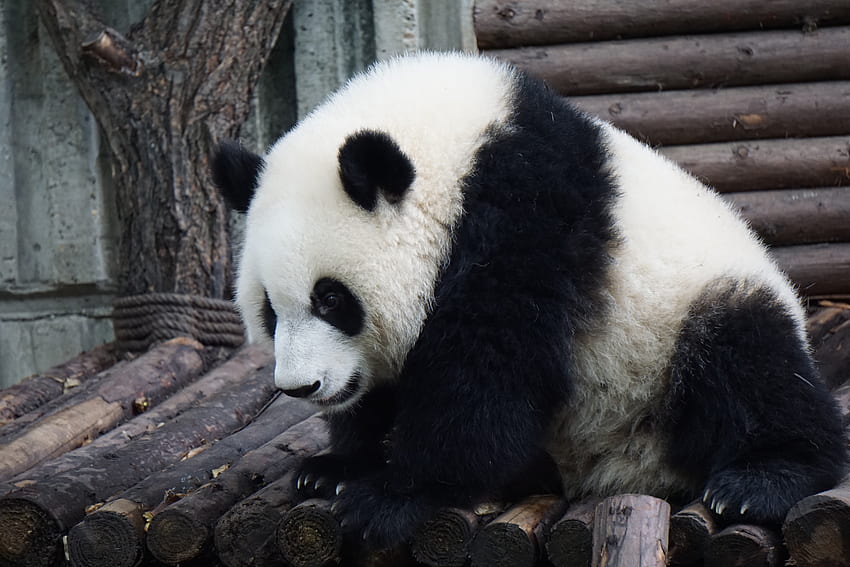 Tiere, Bär, sitzt, sitzt, Panda HD-Hintergrundbild