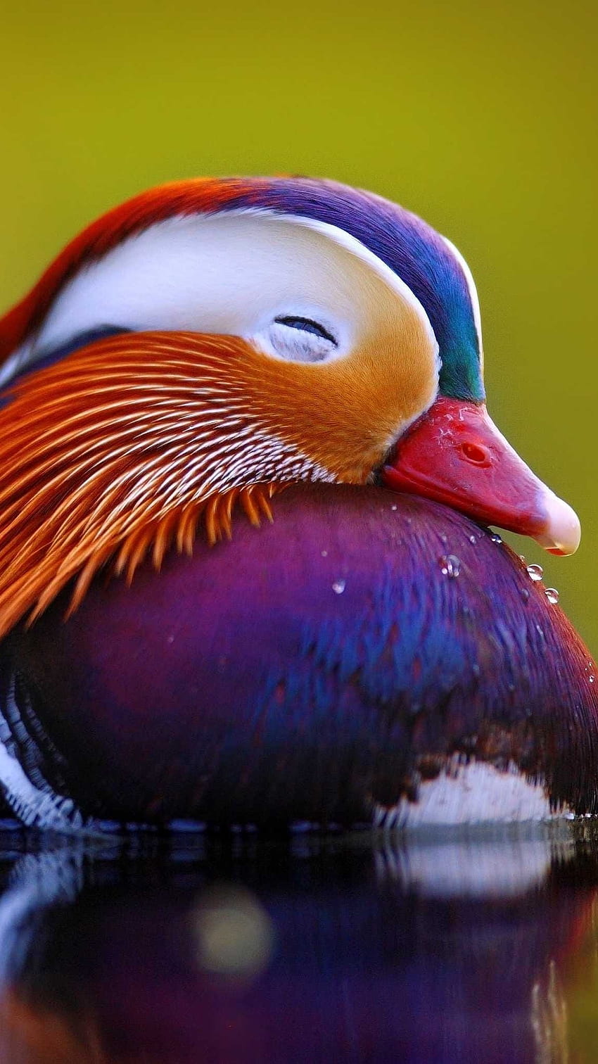 Mandarin Duck, Duck, Bird HD phone wallpaper