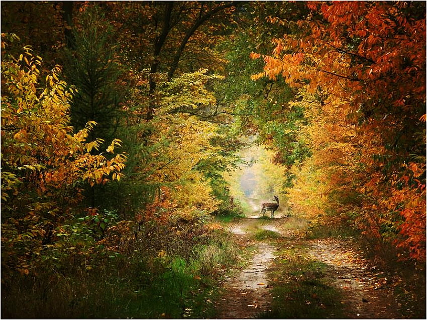 隠れ家、秋、鹿、光、緑、木々、オレンジ、金、森 高画質の壁紙