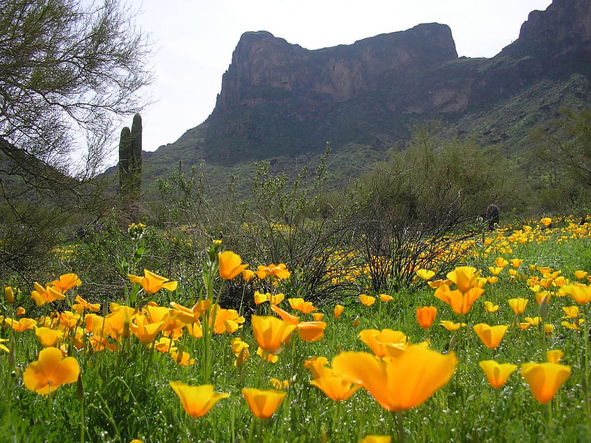 Picacho Peak State Park, Аризона, Аризона, планина, парк, щат, мак, поле, природа, цветя, небе, връх, пикачо HD тапет