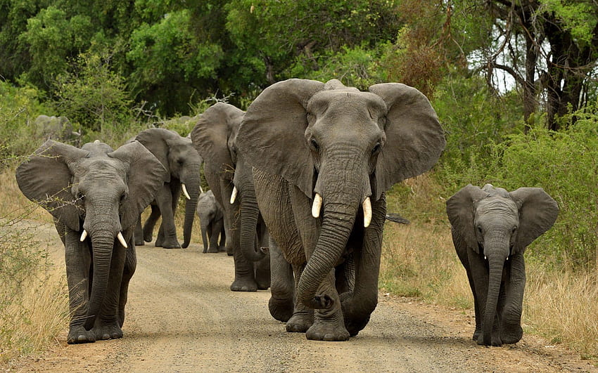 코끼리, 가족, 아프리카, 작은 코끼리, 무리, 야생 동물. 고품질 HD 월페이퍼