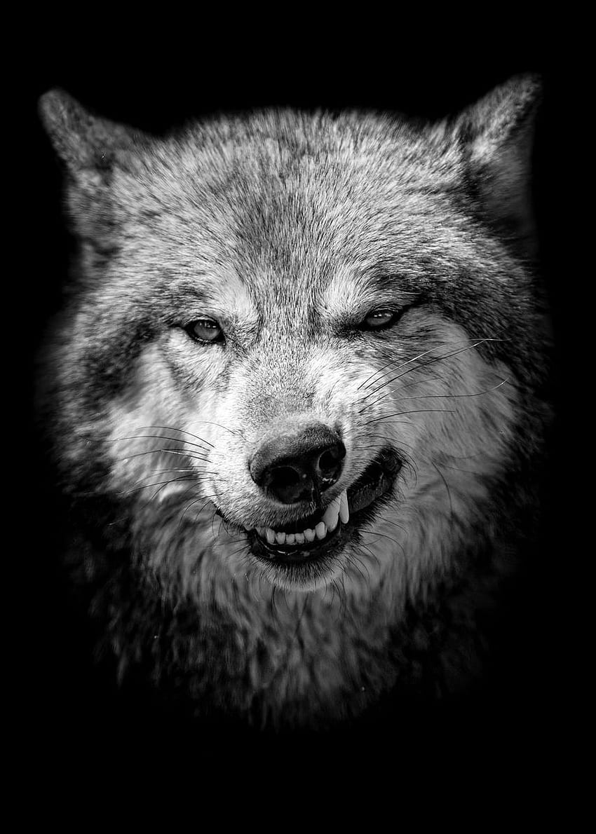 Stampa poster con faccia di lupo nero arrabbiato selvaggio Sfondo del telefono HD