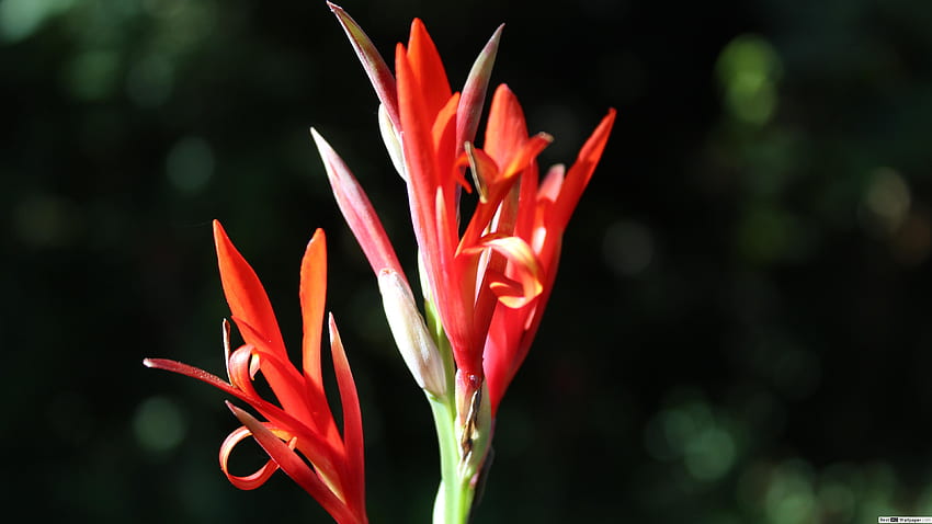 Beauty within heliconia flowers HD wallpaper