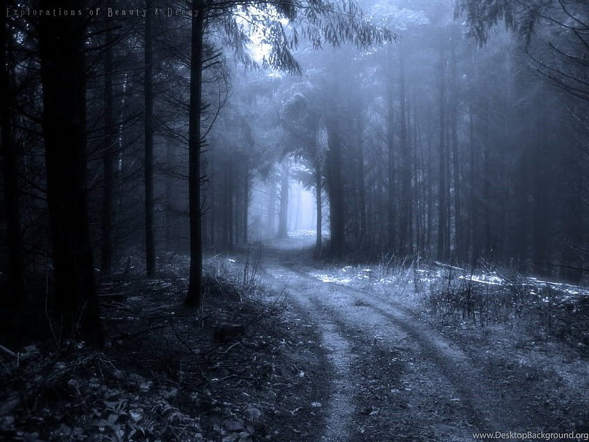 어두운 겨울 숲 배경, 어두운 겨울 HD 월페이퍼