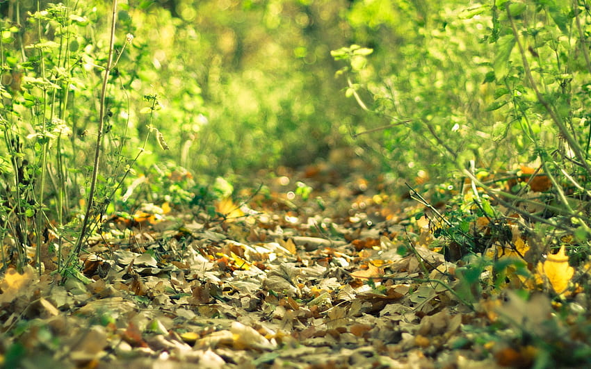 Natur, Gras, Blätter, gefallen HD-Hintergrundbild
