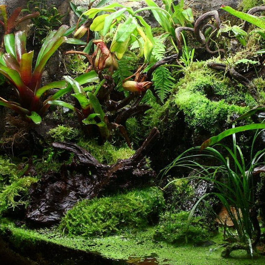 สร้าง Terrarium ป่าฝน อาร์คาอเมซอน พันธมิตรเพื่อการวิจัยและการอนุรักษ์ในอเมซอน วอลล์เปเปอร์โทรศัพท์ HD