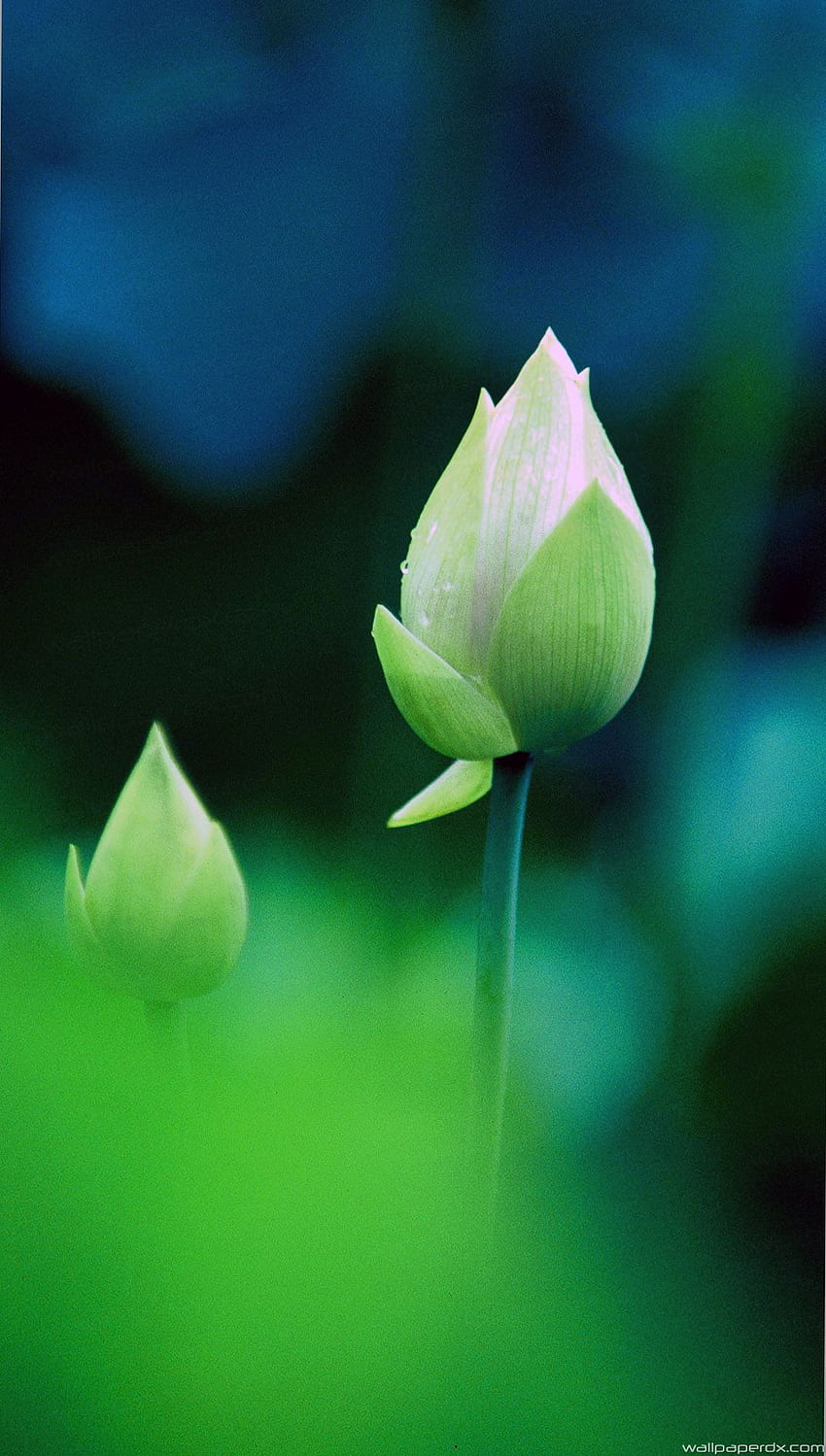 Frische grüne Lotusknospe Makro Bokeh iphone 6 iphone 6 plus full_ HD-Handy-Hintergrundbild