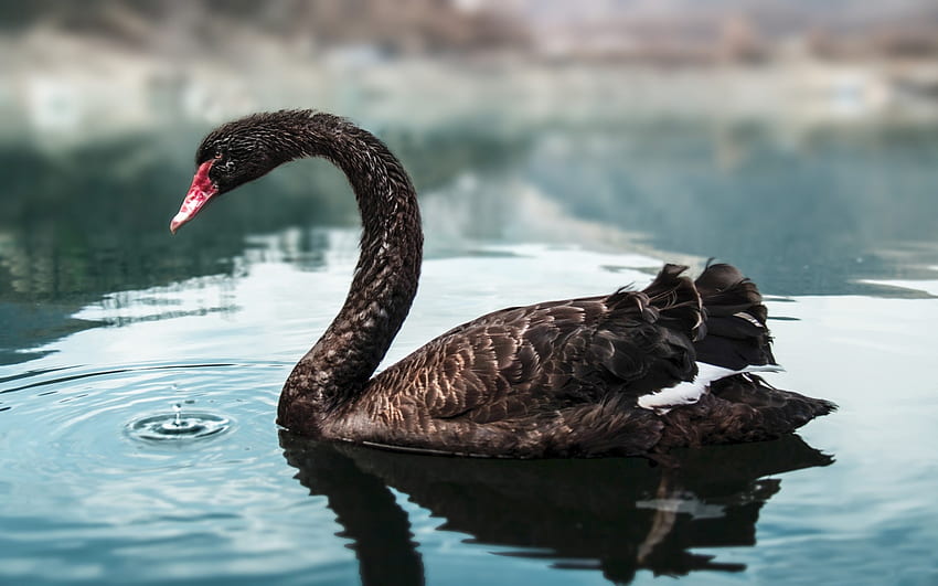 black swan bird wallpaper