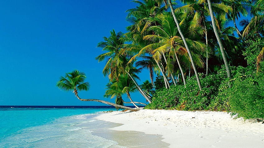 Tropical, Palm, Beach, Wide, High, Definition, - Ocean, Palm Tree Beach ...