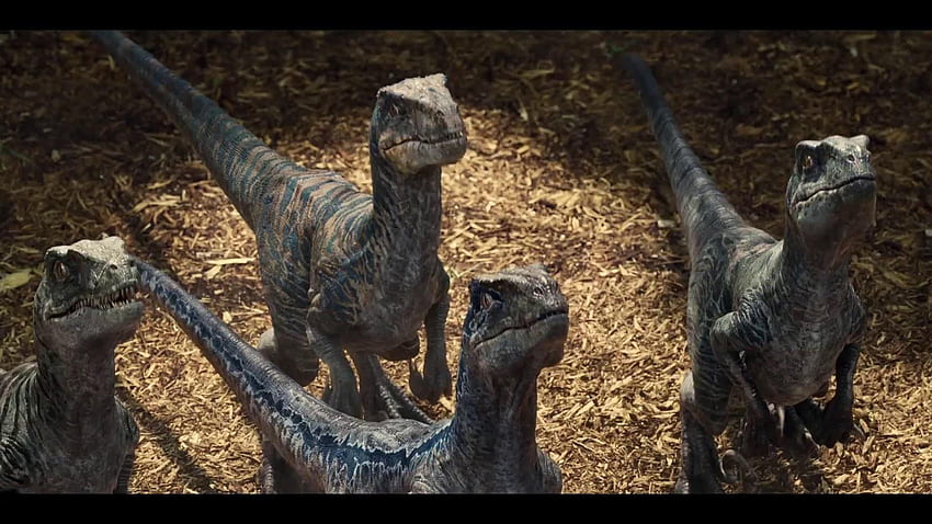 Velociraptor Bleu, Jurassic World Bleu Fond d'écran HD