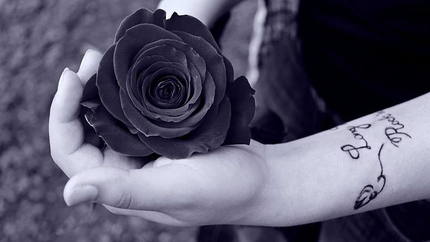 Черна роза iphone и - висока разделителна способност, черни рози HD тапет