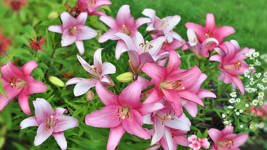 식물 분홍 백합 큰 꽃 학명 Lilium HD 월페이퍼