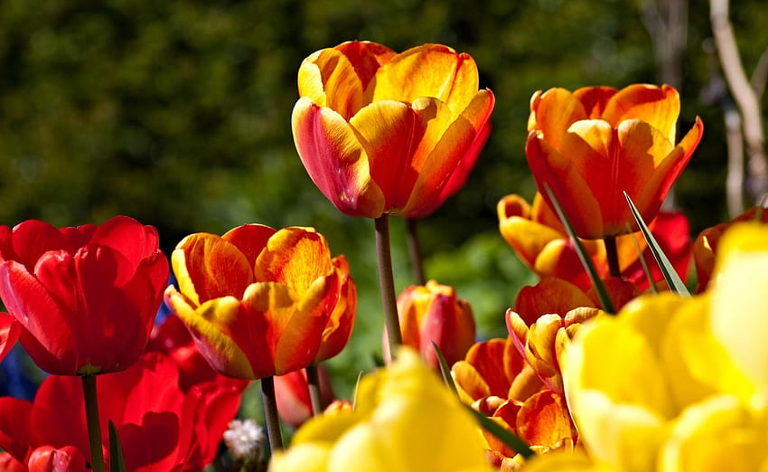 Flowers, Tulips, Bright, Disbanded, Loose, Sunny HD wallpaper