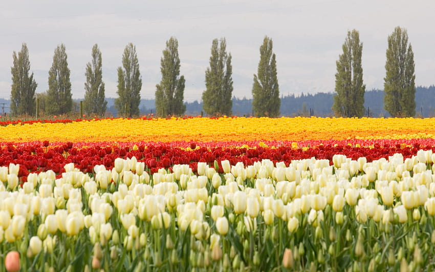 Natur, Blumen, Bäume, Tulpen, Blumenbeet, Blumenbeet, Feld HD-Hintergrundbild