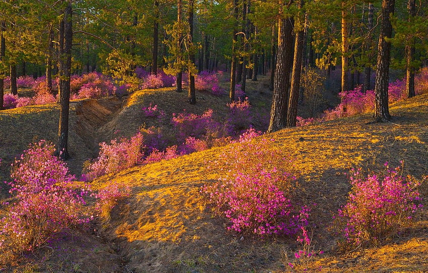 forest, flowers, spring, pink, flowering, the bushes, lilac for , section пейзажи HD wallpaper