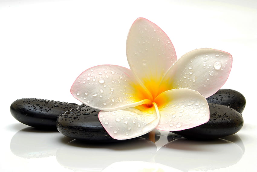 Spa, masaż, kwiat do masażu Tapeta HD