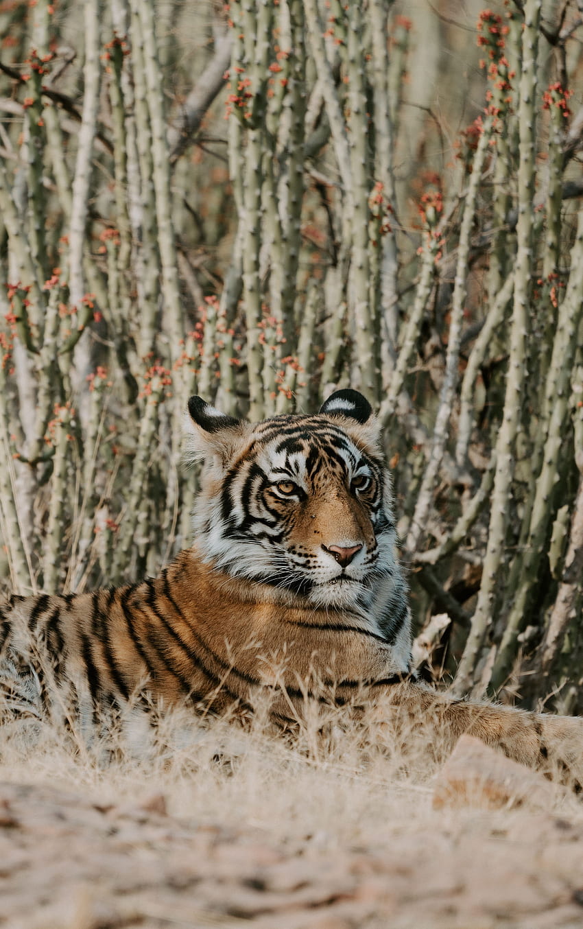 Animals, Lies, Predator, Big Cat, Tiger HD phone wallpaper
