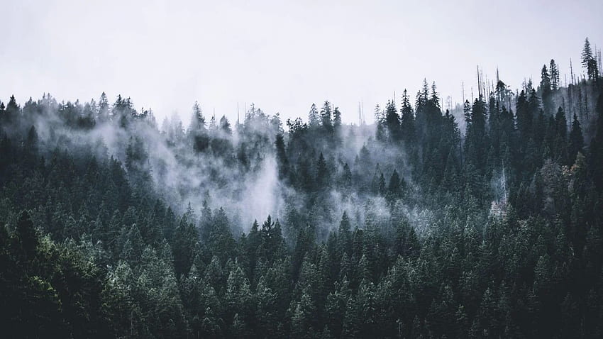 verde, floresta, nevoeiro, natureza, Dark Forest Laptop papel de parede HD