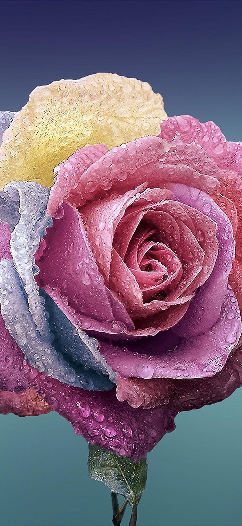 Flower rose art illustration iPhone X HD phone wallpaper