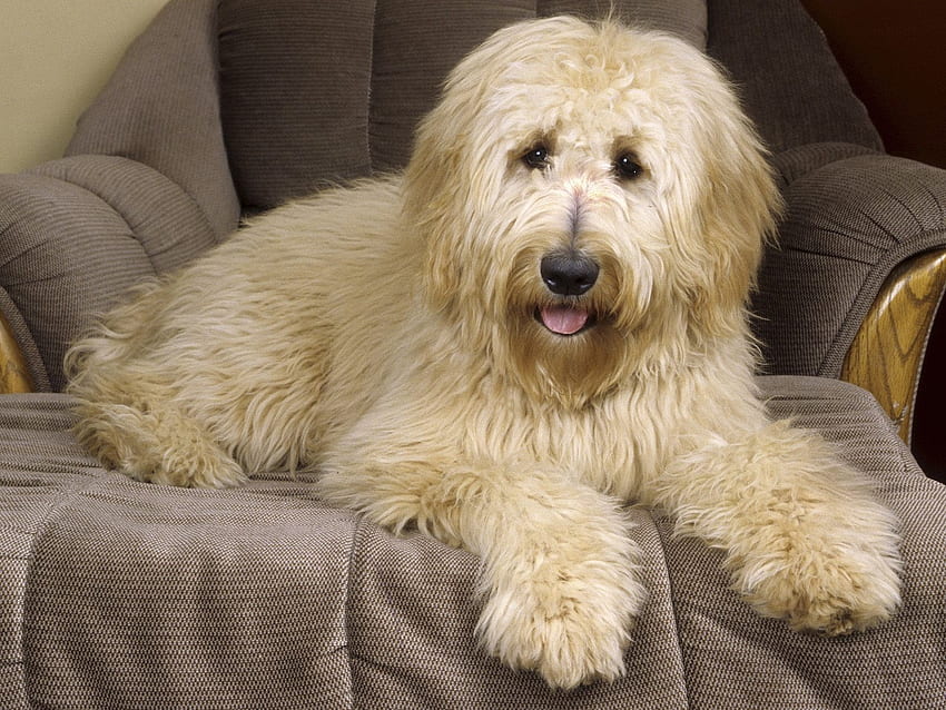 goldendoodle, anjing, anjing, sofa Wallpaper HD