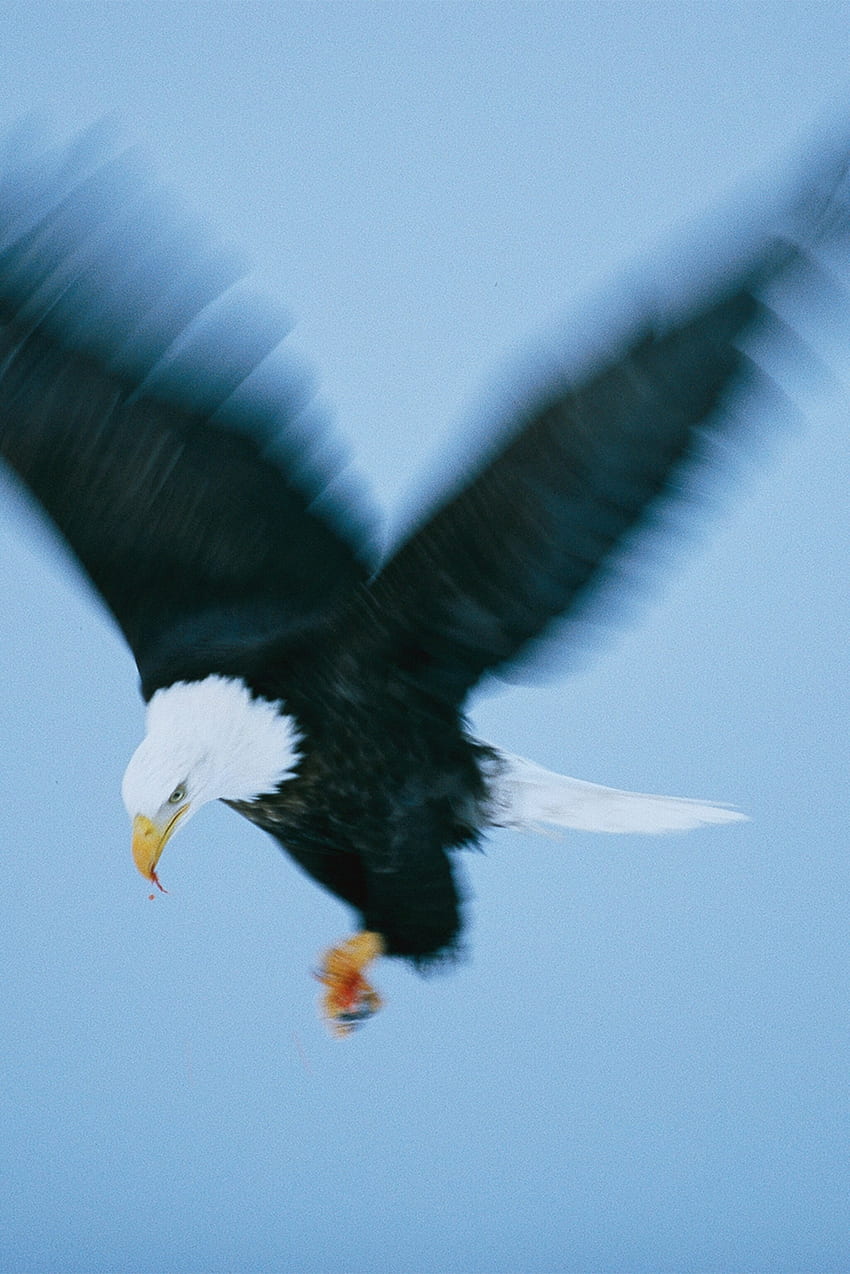 Endangered No Longer: Our Favorite of Bald Eagles, Native Eagle HD phone wallpaper