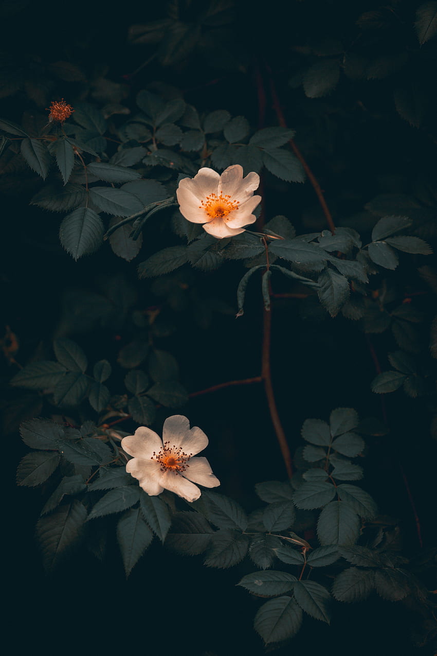 Flowers, Leaves, Bush, Wild Rose HD phone wallpaper