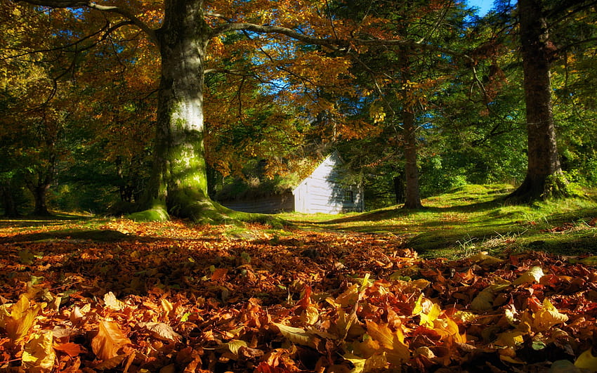Daun Musim Gugur, damai, keindahan, kemegahan musim gugur, pohon, musim gugur, hutan, musim gugur, lanskap, karpet daun, indah, pohon, daun, cantik, warna musim gugur, pemandangan, alam, daun, indah, hutan, kemegahan Wallpaper HD