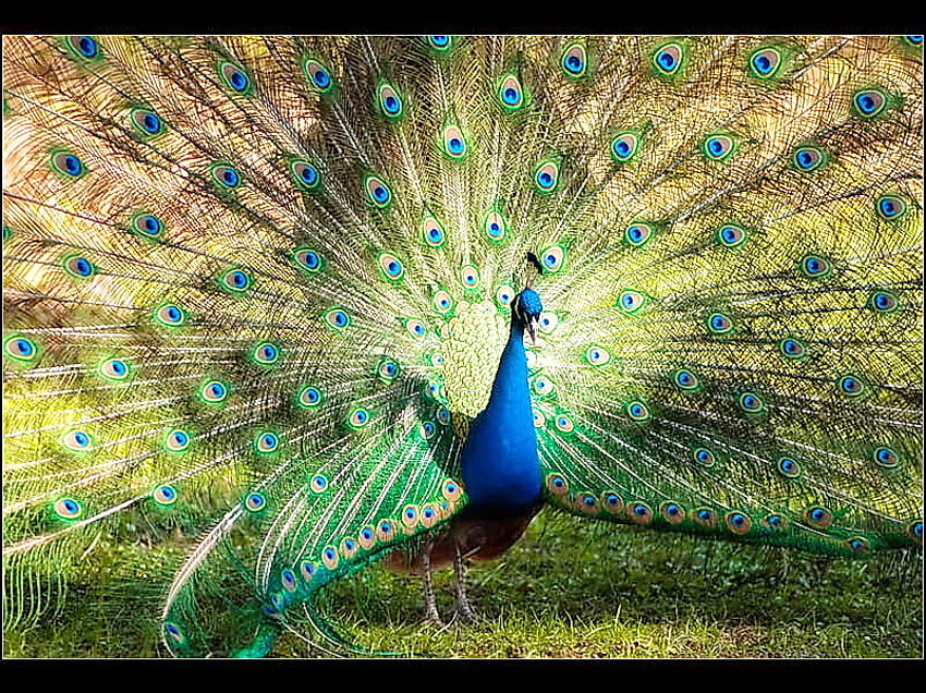 The fan, feathers, fanned, colors, peacock, display, tail, beauty HD wallpaper