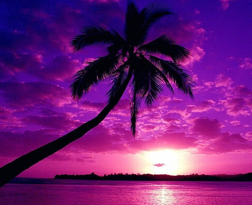 Purple Beach, púrpura, hermoso, puesta de sol, árbol, playa fondo de pantalla
