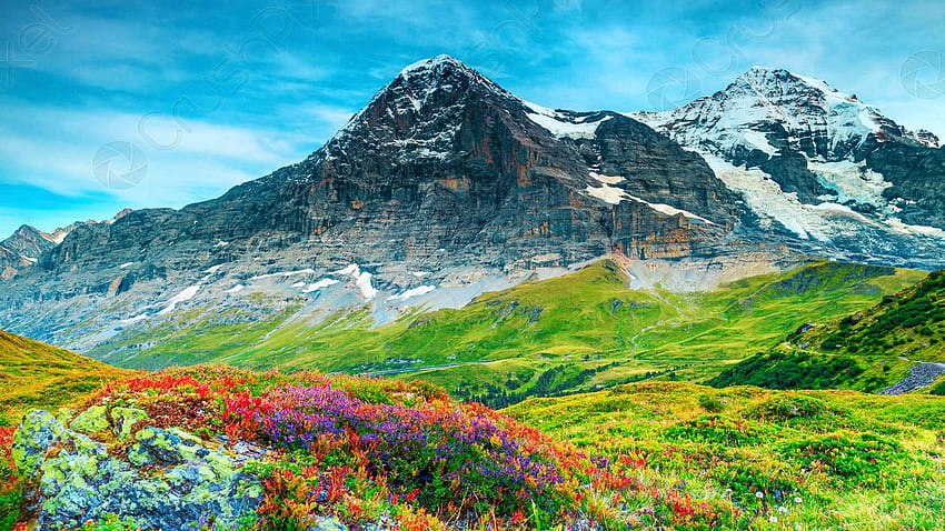 스위스 그린델발트(Grindelwald) 근처의 아름다운 고산 꽃과 높은 눈 덮인 산, 꽃, 야생화, 구름, 풍경, 하늘, 알프스, 바위 HD 월페이퍼