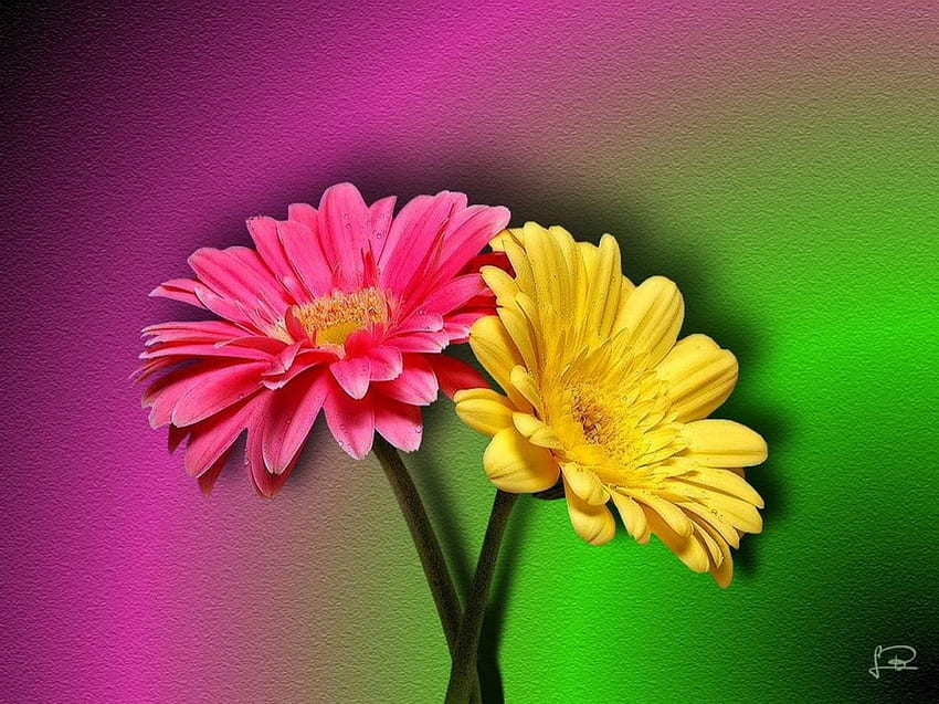Flores 02, flores, colores, 색상, gelb, rosa, 핑크, farben, 노란색, amarillo, 꽃, blumen HD 월페이퍼