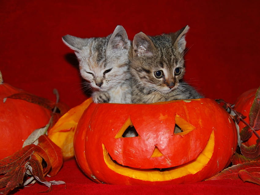 Juntos este Halloween, sonrisa, gatos, naranja, halloween, animales, amor, calabaza, feliz, para siempre, juntos fondo de pantalla