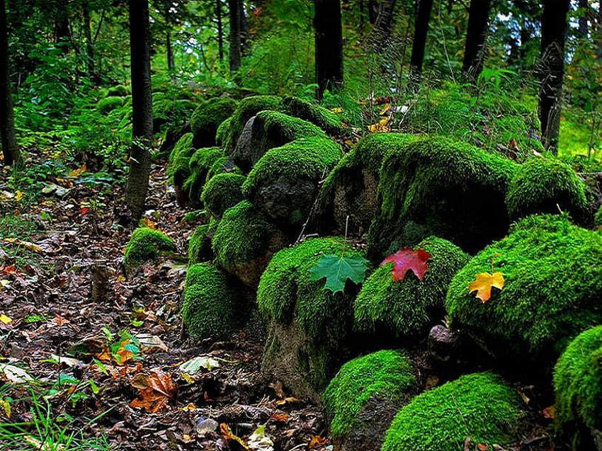 Daun gugur pertama, lumut, semak, daun gugur, batu, kuning, merah, tumbang, pohon, hutan hijau subur Wallpaper HD