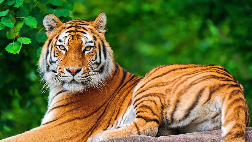 Nature, Animals, Tiger, Big Cats /, Indian Tiger HD wallpaper | Pxfuel