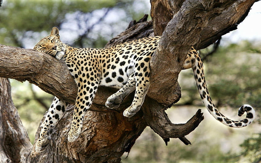 Animals, Leopard, To Lie Down, Lie, Predator, Big Cat HD wallpaper