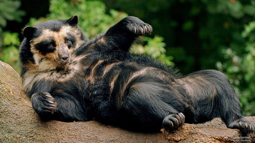 Niedźwiedź okularowy, niedźwiedzie, niedźwiedź, zwierzęta Tapeta HD