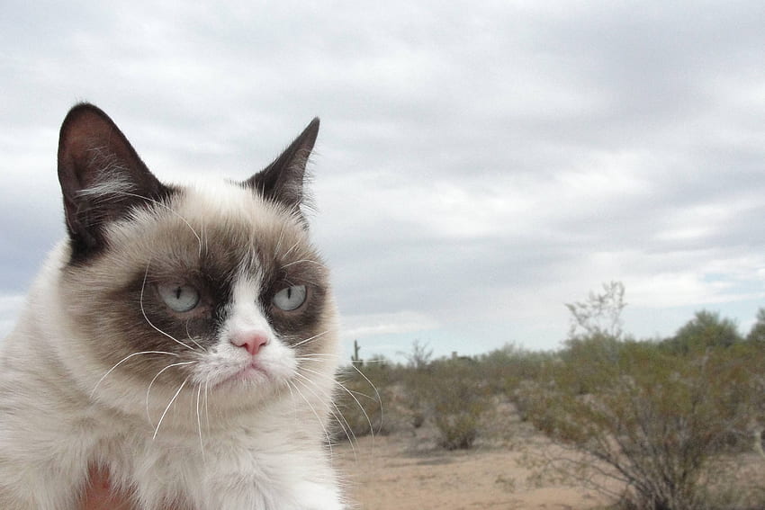 2CYEDU3 Grumpy Cat Meme, Angry Cat HD wallpaper