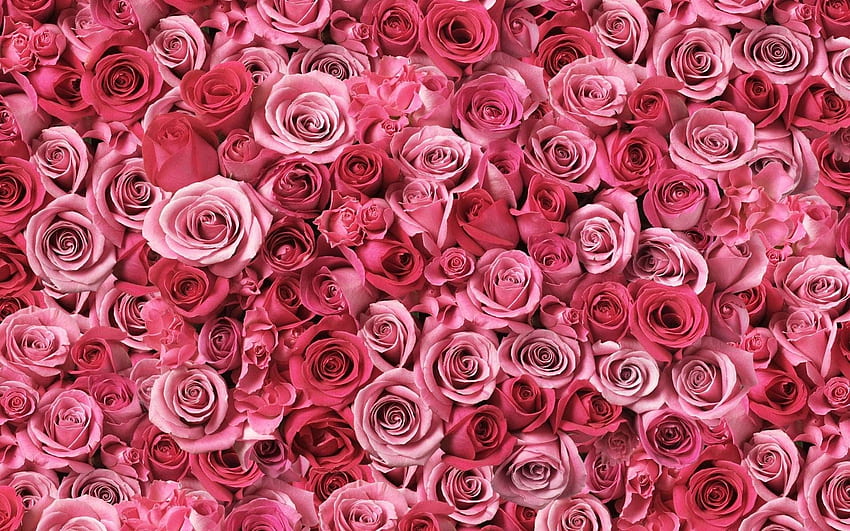 핑크 꽃 배경, 핑크 꽃 미학 HD 월페이퍼