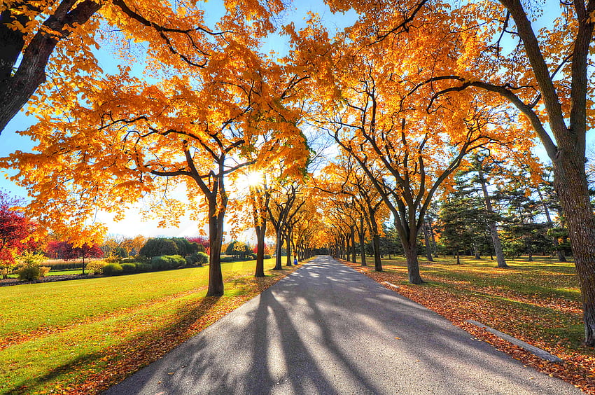 Árvores, Natureza, Outono, Parque, Beco papel de parede HD
