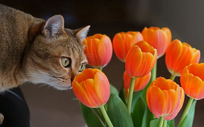 zwierzęta, tulipany, kot, kaganiec, ciekawość Tapeta HD