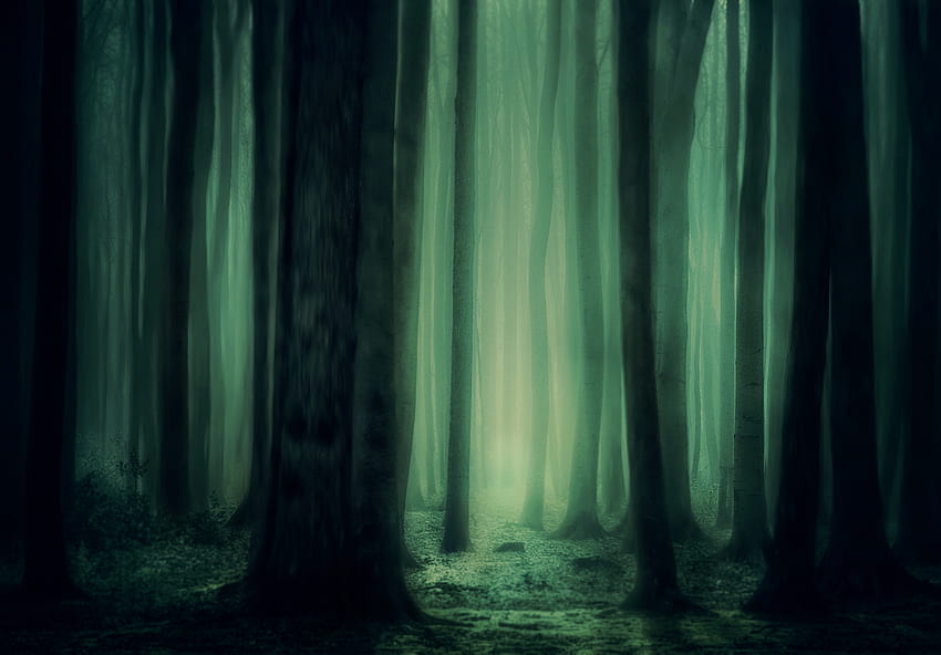 Nature, Trees, Dark, Forest, Fog, Gloomy HD wallpaper