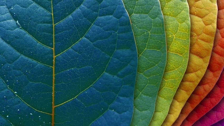 Best iMac Retina . pixels. Colorful leaves, Leaf background, Nature HD  wallpaper | Pxfuel