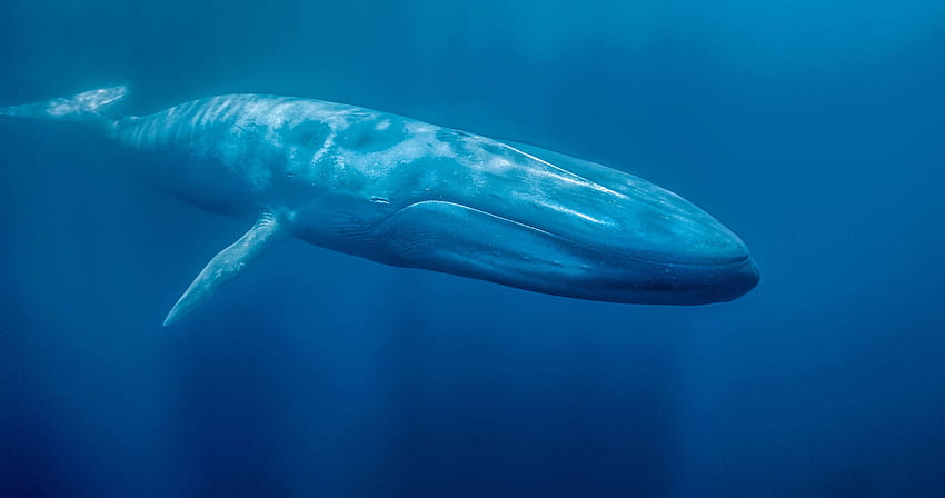 Płetwal błękitny . Pełne, piękne wieloryby Tapeta HD