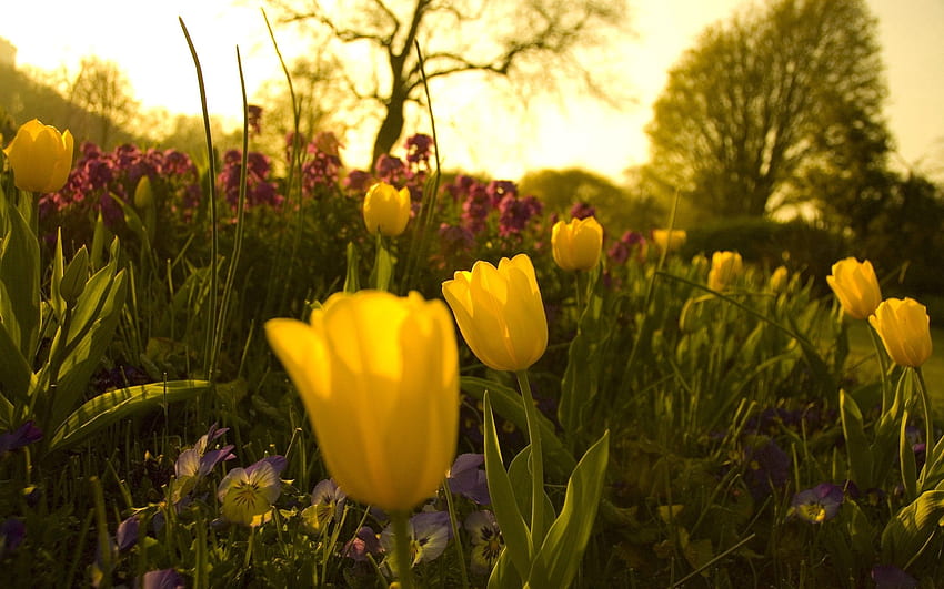 Fiori, viole del pensiero, tulipani, verdure, aiuola, aiuola, sera, giardino Sfondo HD